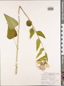 Campanula trachelium L., Eastern Europe, Central region (E4) (Russia)