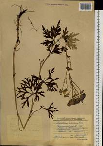 Aconitum jaluense subsp. jaluense, Siberia, Russian Far East (S6) (Russia)