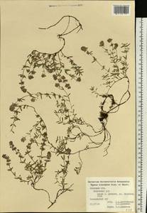 Thymus × dimorphus Klokov & Des.-Shost., Eastern Europe, Central forest-and-steppe region (E6) (Russia)