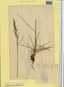 Deschampsia cespitosa (L.) P.Beauv., Eastern Europe, Estonia (E2c) (Estonia)