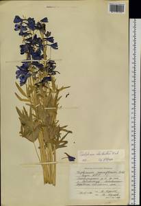 Delphinium cheilanthum Fisch. ex DC., Siberia, Yakutia (S5) (Russia)