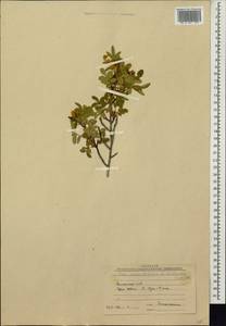 Rosa spinosissima L., Caucasus, Armenia (K5) (Armenia)