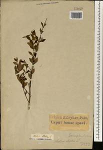 Halleria lucida L., Africa (AFR) (South Africa)