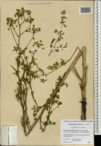 Xanthoselinum alsaticum (L.) Schur, Eastern Europe, Rostov Oblast (E12a) (Russia)