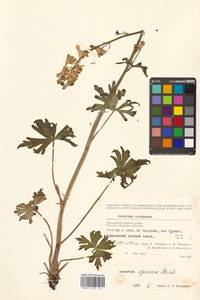 Aconitum ranunculoides subsp. ajanense (Steinb.) Vorosch., Siberia, Chukotka & Kamchatka (S7) (Russia)