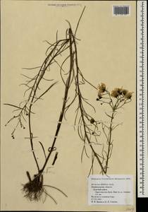 Hieracium umbellatum L., Eastern Europe, North-Western region (E2) (Russia)