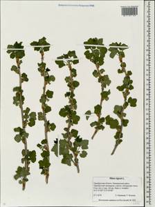 Ribes nigrum L., Eastern Europe, Eastern region (E10) (Russia)