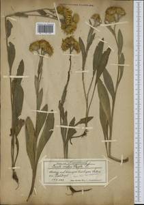 Pentanema oculus-christi (L.) D. Gut. Larr., Santos-Vicente, Anderb., E. Rico & M. M. Mart. Ort., Western Europe (EUR) (Austria)