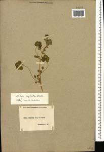 Malva neglecta Wallr., Caucasus, Armenia (K5) (Armenia)