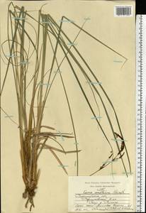 Carex elata subsp. omskiana (Meinsh.) Jalas, Eastern Europe, Central region (E4) (Russia)
