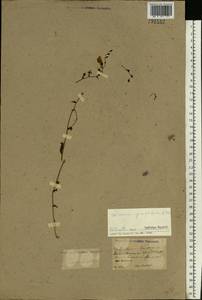 Linaria genistifolia (L.) Mill., Eastern Europe, North Ukrainian region (E11) (Ukraine)