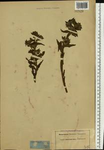 Nonea pulla (L.) DC., Eastern Europe, Rostov Oblast (E12a) (Russia)