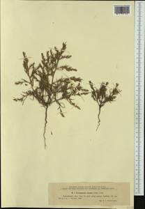 Petrosimonia triandra (Pall.) Simonk., Western Europe (EUR) (Romania)