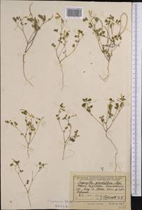 Trigonella grandiflora Bunge, Middle Asia, Syr-Darian deserts & Kyzylkum (M7) (Kazakhstan)