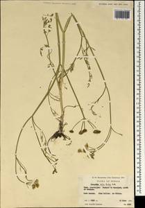 Oenanthe silaifolia M. Bieb., South Asia, South Asia (Asia outside ex-Soviet states and Mongolia) (ASIA) (Iran)