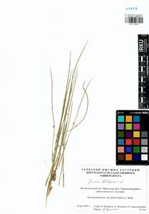 Juncus filiformis L., Siberia, Baikal & Transbaikal region (S4) (Russia)