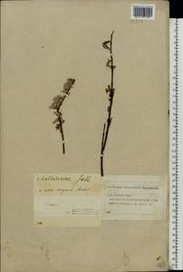 Salix starkeana Willd., Eastern Europe, Volga-Kama region (E7) (Russia)