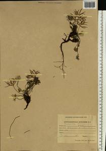 Pulsatilla patens subsp. flavescens (Zucc.) Zämelis, Siberia, Yakutia (S5) (Russia)