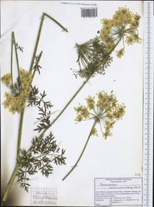 Pteroselinum austriacum (Jacq.) Rchb., Western Europe (EUR) (Italy)