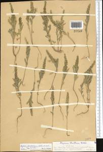Alyssum szovitsianum Fisch. & C.A. Mey., Middle Asia, Western Tian Shan & Karatau (M3) (Kazakhstan)