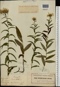 Pentanema salicinum (L.) D. Gut. Larr., Santos-Vicente, Anderb., E. Rico & M. M. Mart. Ort., Eastern Europe, Moscow region (E4a) (Russia)