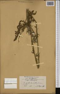 Crepis biennis L., Western Europe (EUR) (Bulgaria)