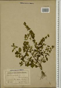 Stachys annua (L.) L., Caucasus, Azerbaijan (K6) (Azerbaijan)