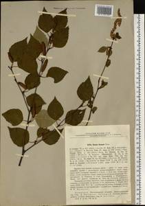 Betula ermanii Cham., Eastern Europe, North-Western region (E2) (Russia)
