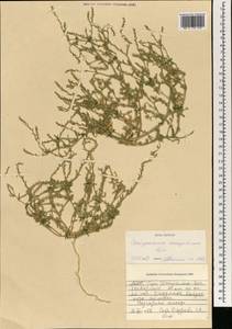 Corispermum mongolicum Iljin, Mongolia (MONG) (Mongolia)
