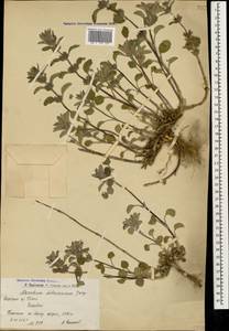 Marrubium astracanicum Jacq., Caucasus, Armenia (K5) (Armenia)