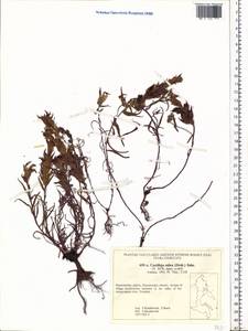 Castilleja rubra (Drob.) Rebr., Siberia, Chukotka & Kamchatka (S7) (Russia)