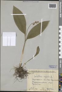 Convallaria majalis L., Eastern Europe, Central forest-and-steppe region (E6) (Russia)