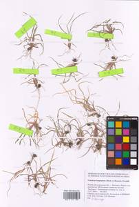 Cenchrus longispinus (Hack.) Fernald, Eastern Europe, Central forest-and-steppe region (E6) (Russia)