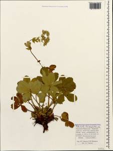 Potentilla brachypetala Fisch. & C. A. Mey. ex Lehm., Caucasus, Stavropol Krai, Karachay-Cherkessia & Kabardino-Balkaria (K1b) (Russia)