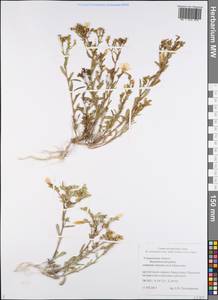 Linum ucranicum Czern. ex Gruner, Eastern Europe, Middle Volga region (E8) (Russia)