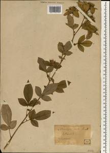 Atractylodes lancea (Thunb.) DC., South Asia, South Asia (Asia outside ex-Soviet states and Mongolia) (ASIA) (Japan)