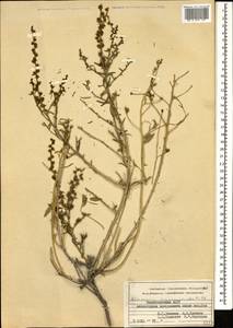 Reaumuria alternifolia subsp. alternifolia, Caucasus, Azerbaijan (K6) (Azerbaijan)