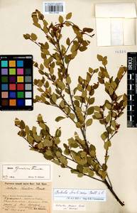 Betula fruticosa Pall., Siberia, Baikal & Transbaikal region (S4) (Russia)