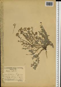 Odontarrhena obovata C. A. Mey., Siberia, Central Siberia (S3) (Russia)