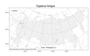 Cyperus longus L., Atlas of the Russian Flora (FLORUS) (Russia)