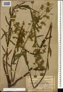 Euphorbia saratoi Ardoino, Caucasus, Azerbaijan (K6) (Azerbaijan)