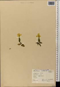 Gentiana verna subsp. oschtenica (Kuzn.) J. J. Halda, Caucasus, Abkhazia (K4a) (Abkhazia)
