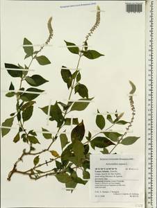 Achyranthes aspera L., Africa (AFR) (Spain)