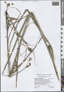 Cladium mariscus (L.) Pohl, South Asia, South Asia (Asia outside ex-Soviet states and Mongolia) (ASIA) (Yemen)