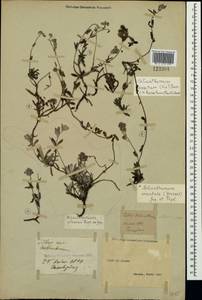 Helianthemum orientale (Grosser) Juz. & Pozdeeva, Crimea (KRYM) (Russia)