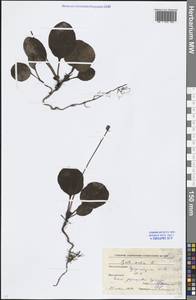 Pyrola media Sw., Eastern Europe, Moscow region (E4a) (Russia)