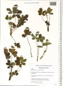 Potentilla intermedia L., Eastern Europe, Central forest region (E5) (Russia)