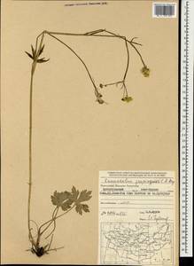 Ranunculus propinquus C.A.Mey., Mongolia (MONG) (Mongolia)