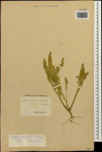 Alyssum simplex Rudolphi, Caucasus, Azerbaijan (K6) (Azerbaijan)