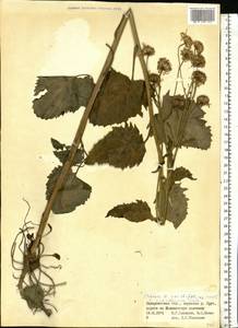 Jacobaea subalpina (W. D. J. Koch) Pelser & Veldkamp, Eastern Europe, West Ukrainian region (E13) (Ukraine)